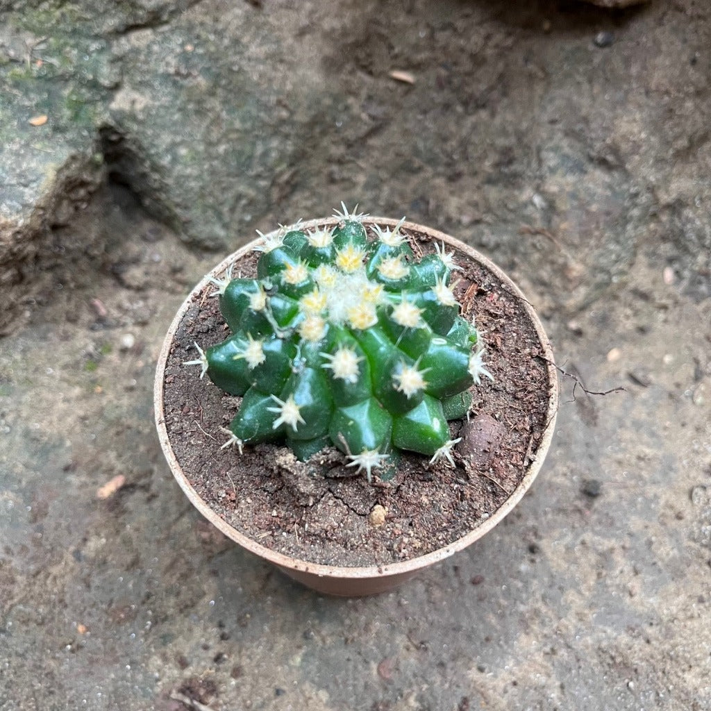 Coryphantha Elephantidens Cactus Plant - myBageecha