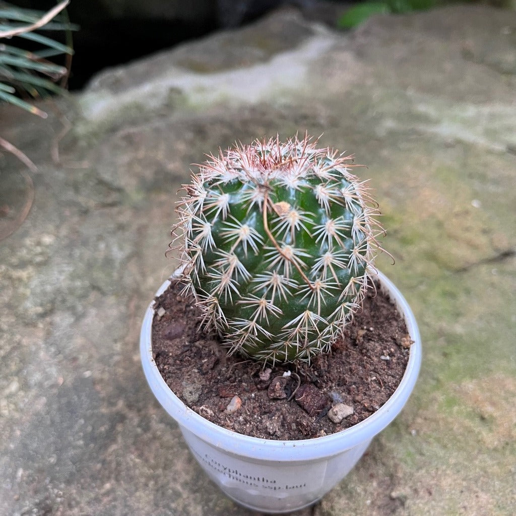 Coryphantha pseudoechinus ssp.laui Cactus Plant - myBageecha
