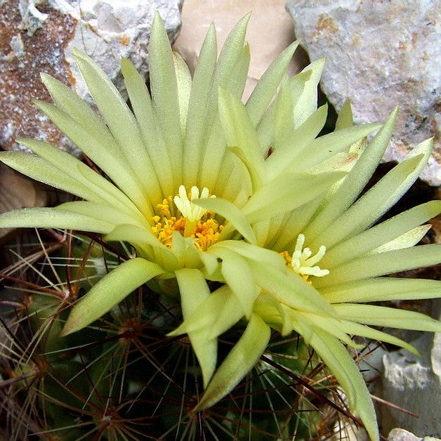Coryphantha pseudoechinus ssp.laui Cactus Plant - myBageecha