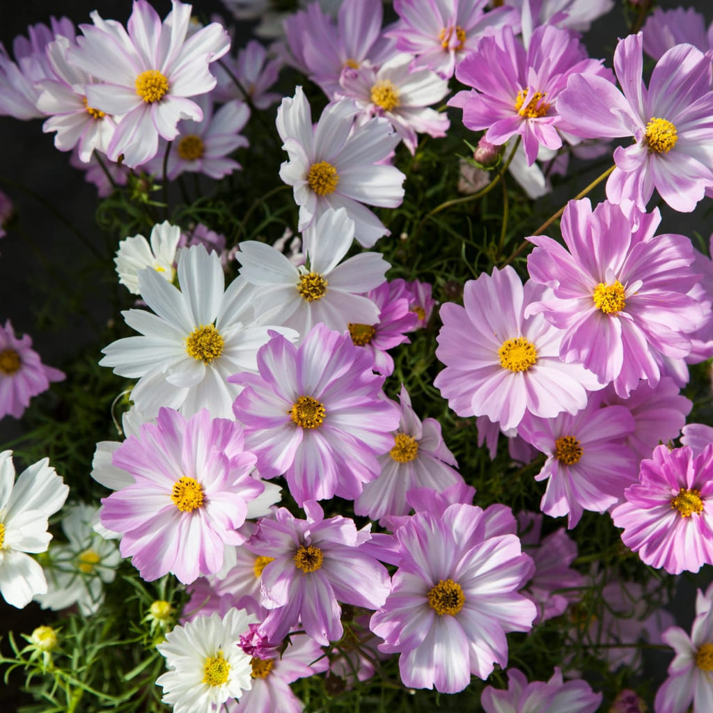 Cosmos Apollo Mix Flower Seeds – large daisy blooms – myBageecha