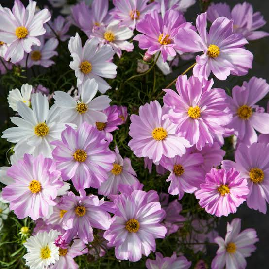 Cosmos Apollo Mix Flower Seeds – summer & monsoon flowers