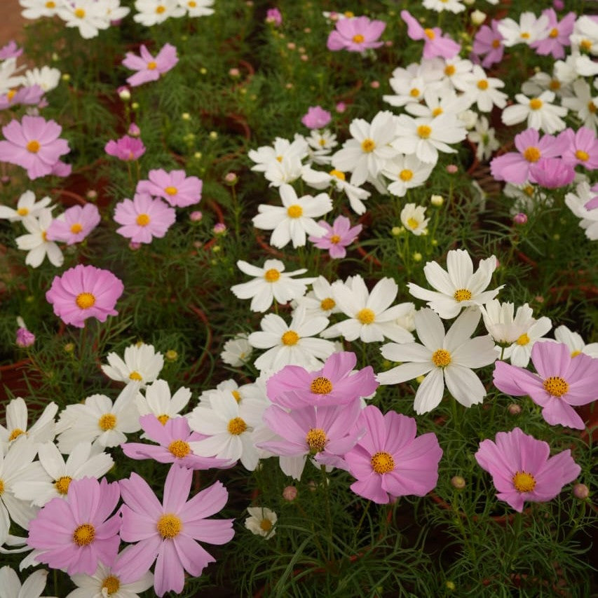 Cosmos Apollo Mix Flower Seeds – OP cosmos mix – myBageecha