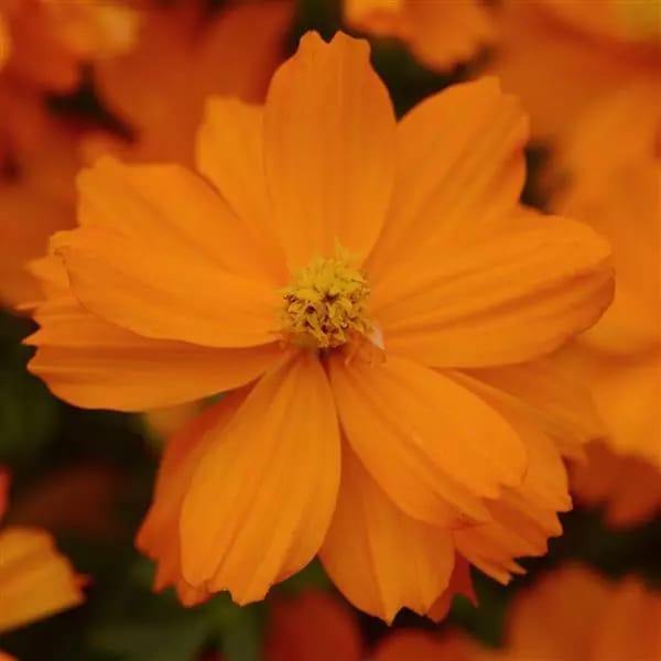 Cosmos Sulphureus Mandarin Flower Seeds – orange blooms – myBageecha