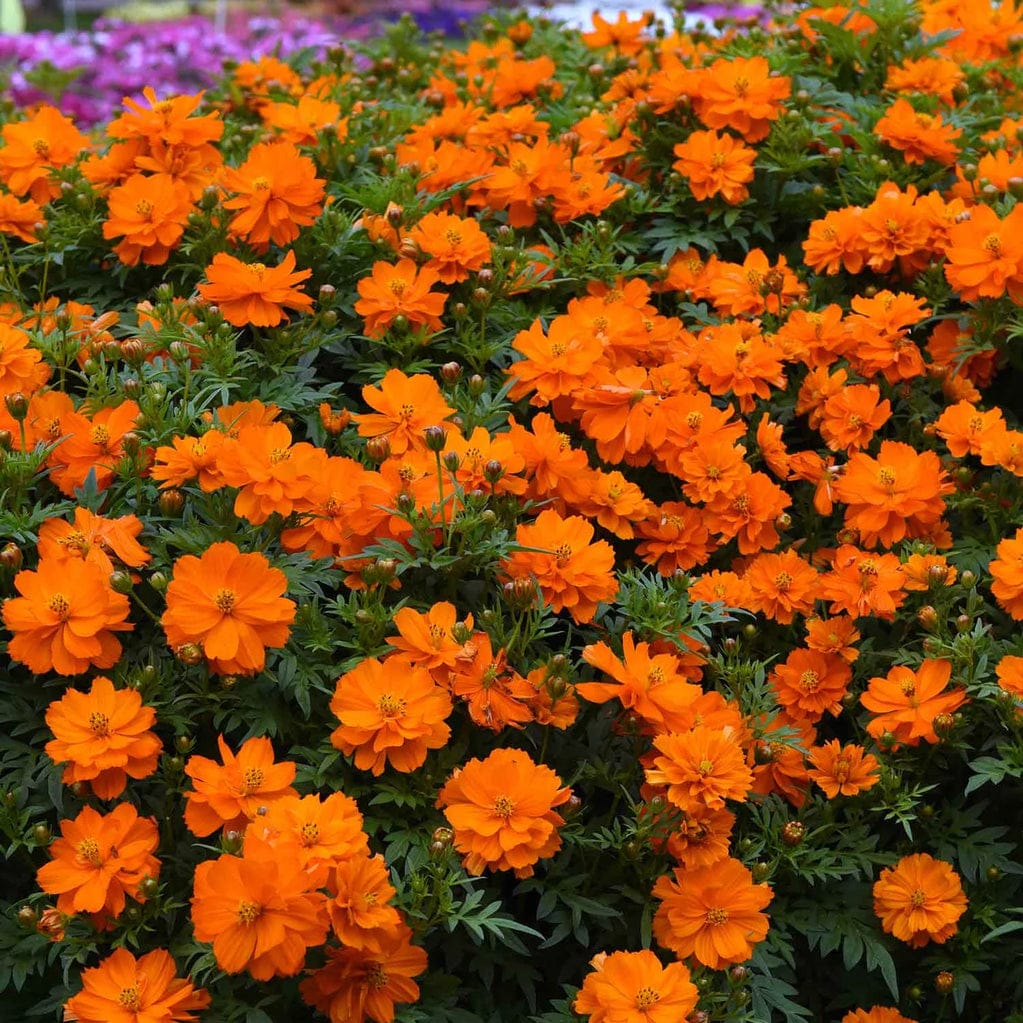 Cosmos Sulphureus Mandarin Flower Seeds – summer & monsoon flowers
-myBageecha