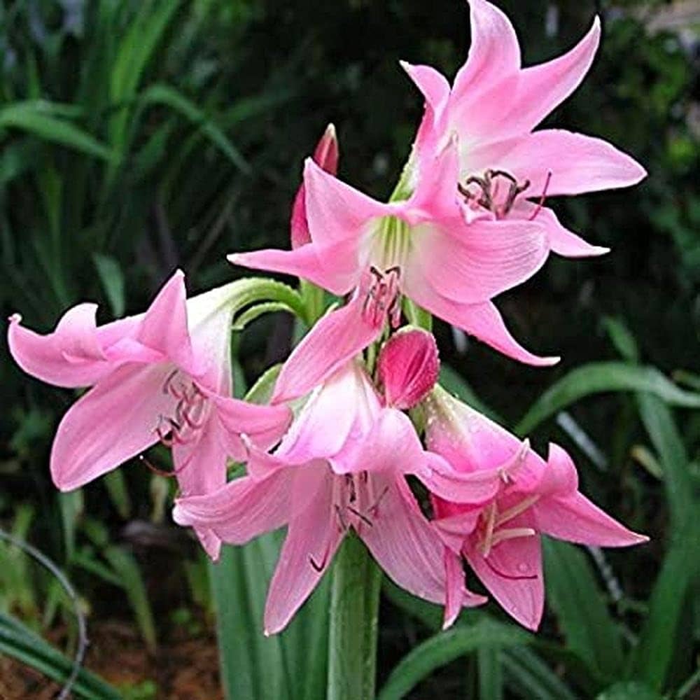 Crinum Lily 'Pink Flamingo' (Bulbs)-myBageecha