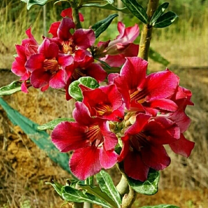 Crispum Hybrid 'Crimson Flare' adenium-myBageecha