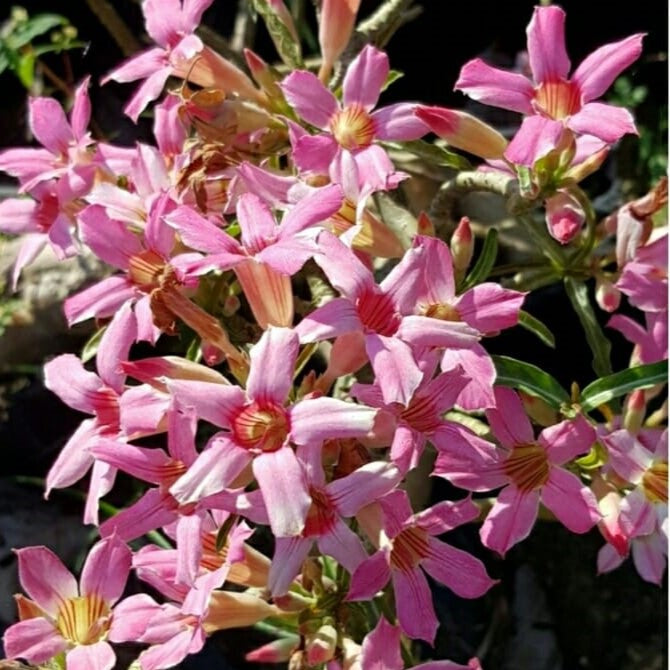 Crispum Hybrid 'Flamingo Dazzle' Adenium plant-myBageecha