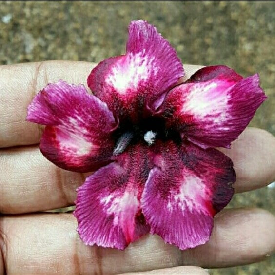 Close-up view of Crispum Hybrid Velvet Eclipse Adenium Plant showing leaf texture and details mybageecha