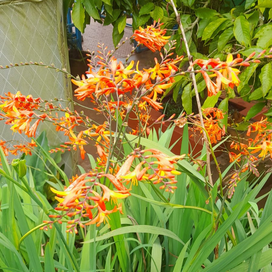 Crocosmia 'Crocosmiiflora' (Bulbs)-myBageecha