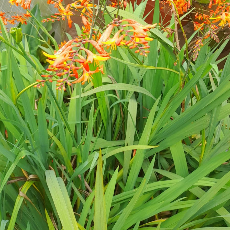 Crocosmia 'Crocosmiiflora' (Bulbs)-myBageecha