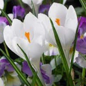 Crocus ‘Jeanne D’Arc’ Bulbs – Pure White Spring Blooms