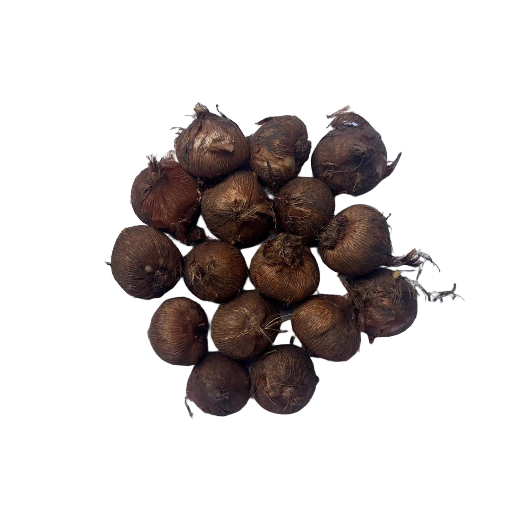 Crocus ‘Flower Record’ corms known for vivid purple spring blossoms