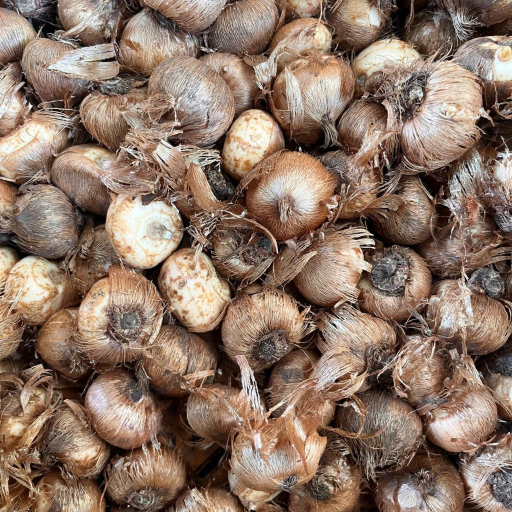 Crocus ‘Jeanne D’Arc’ Bulbs