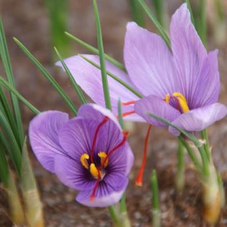 Crocus 'Satisvus' ( Bulbs) with green leaves and yellow-orange centers growing in soil.