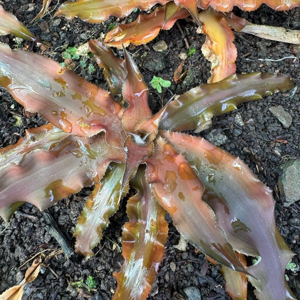 Cryptanthus ruber earth star with bold patterned red leaves by myBageecha