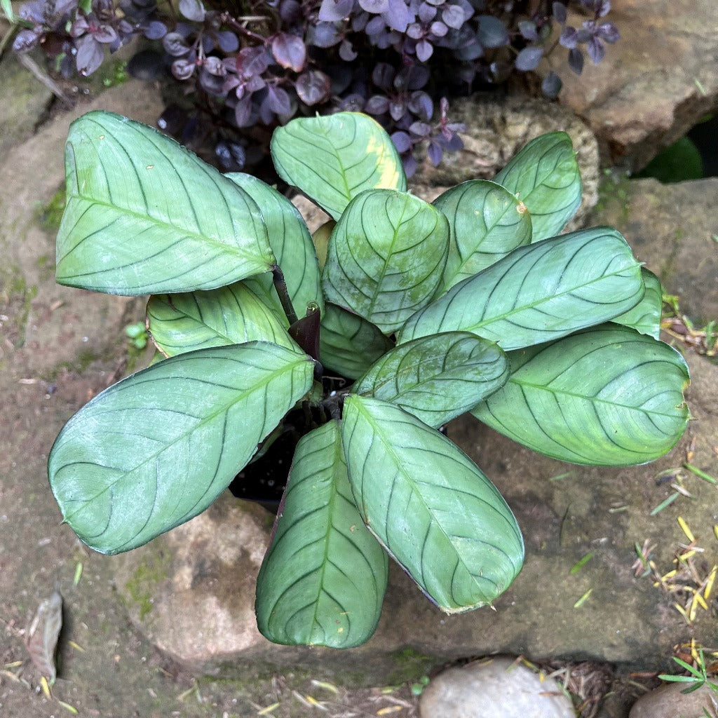 Ctenanthe Amagris Plant foliage texture close-up