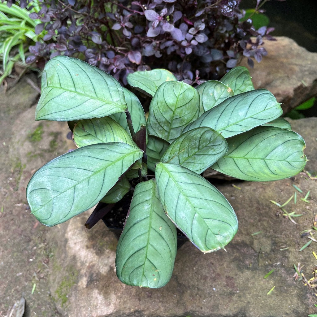 Ctenanthe Amagris Plant living room tabletop display
