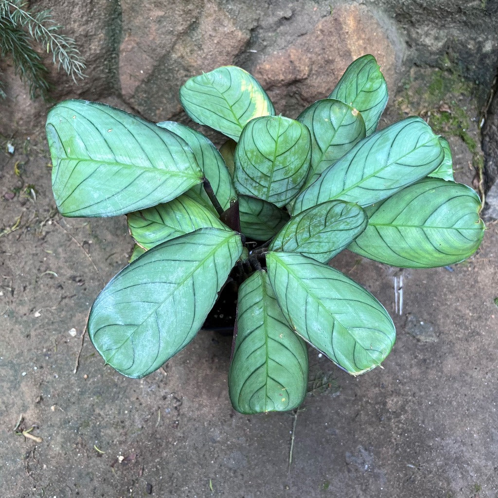 Ctenanthe Amagris Plant leaf pattern – myBageecha