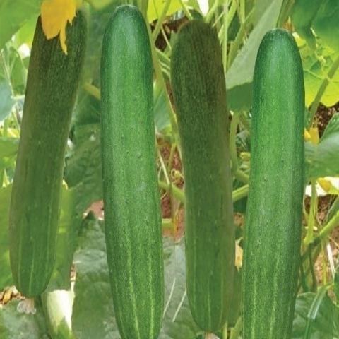 Cucumber Indam Amrita annual hybrid vine – myBageecha