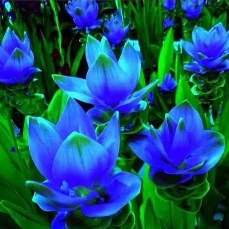 Curcuma Blue Wonder-myBageecha