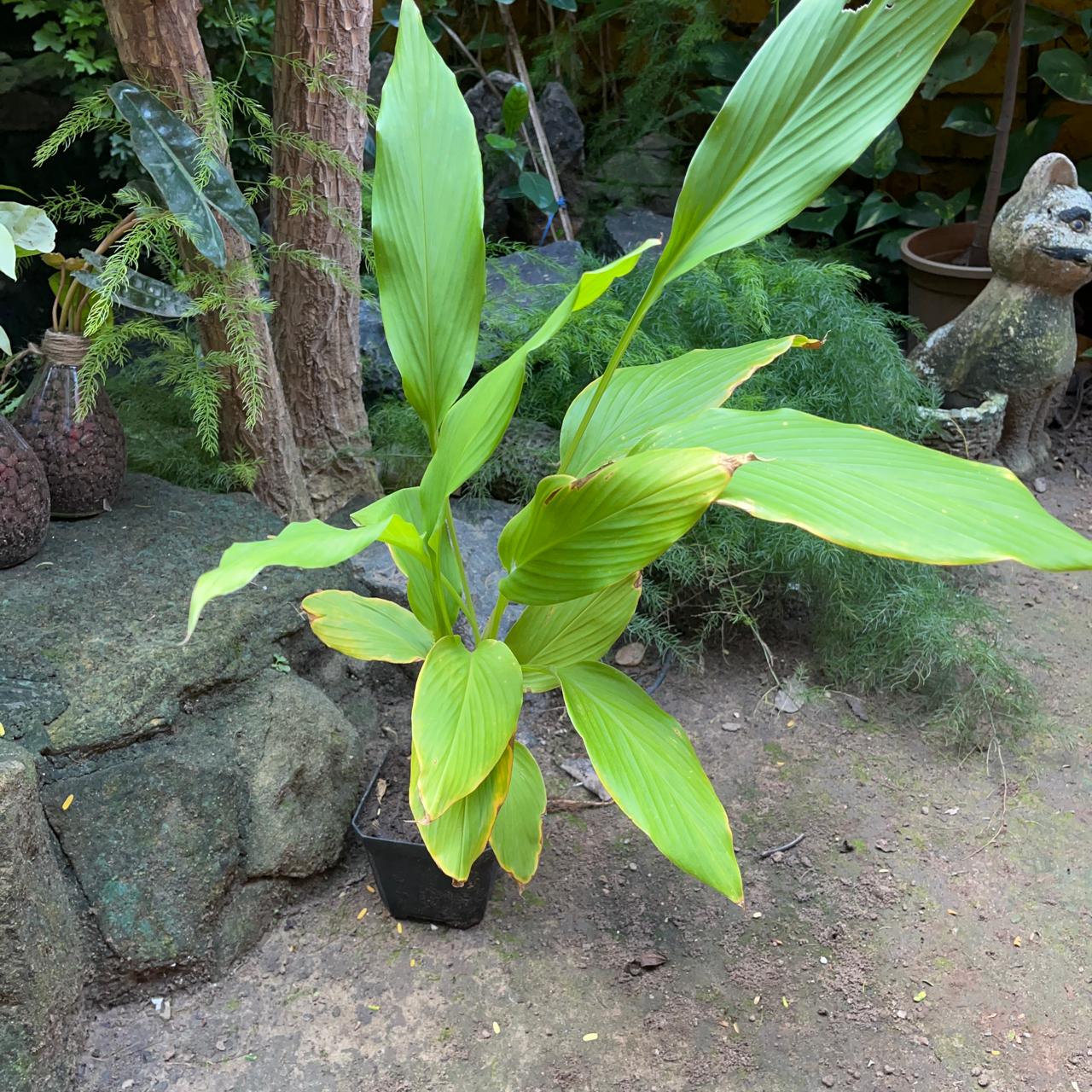 Curcuma amada 'Mango Ginger' (Bulbs)