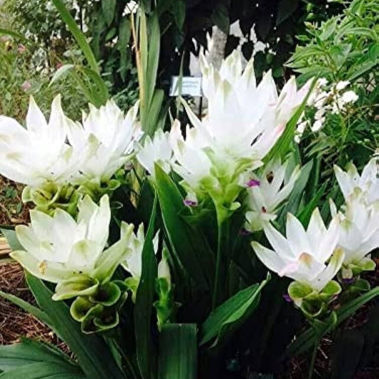 Curcuma alismatifolia-myBageecha