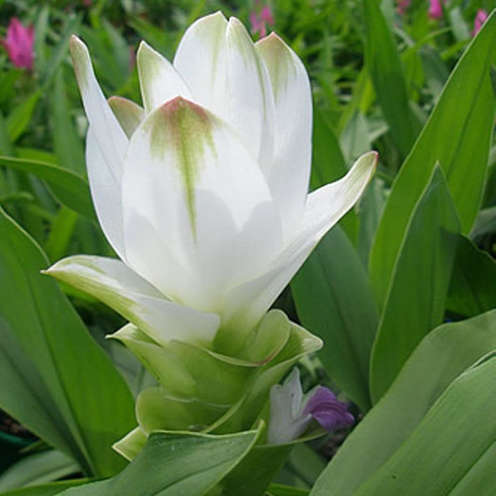 Curcuma Alismatifolia 'White' - Summer Tulip (Bulbs)