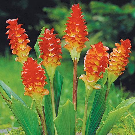 Curcuma roscoeana bulbs-myBageecha