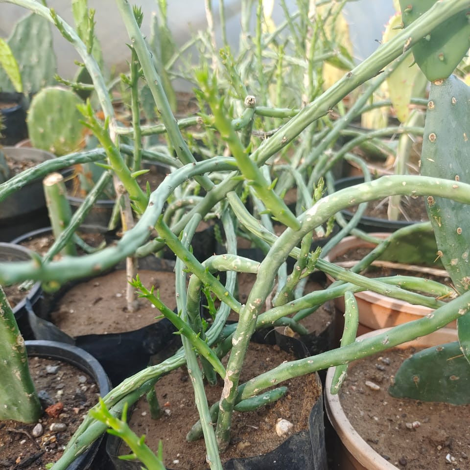 Cylindropuntia leptocaulis Cactus Plant-myBageecha