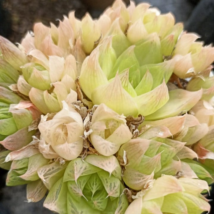 Haworthia Cymbiformis f. pallida