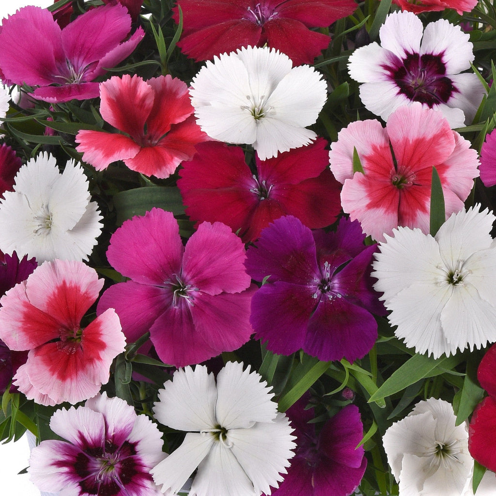 Dianthus Coronet Mix Flower Seeds – fringed blooms – myBageecha