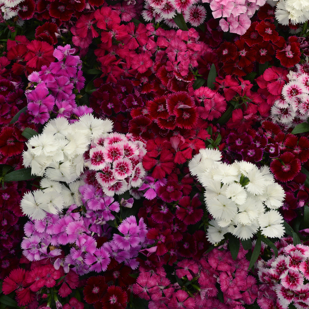Dianthus Floral Lace Mix Flower Seeds – lacy blooms – myBageecha