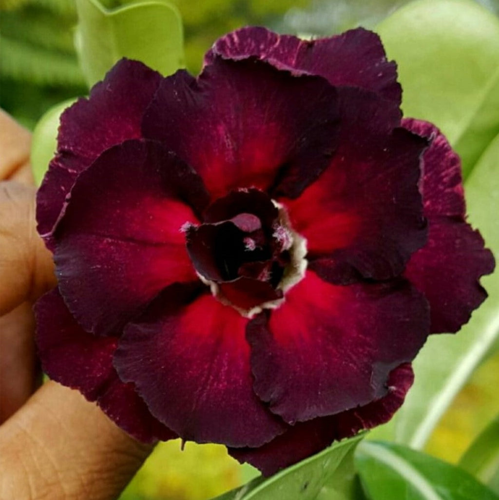 Dark Desire Adenium-myBageecha
