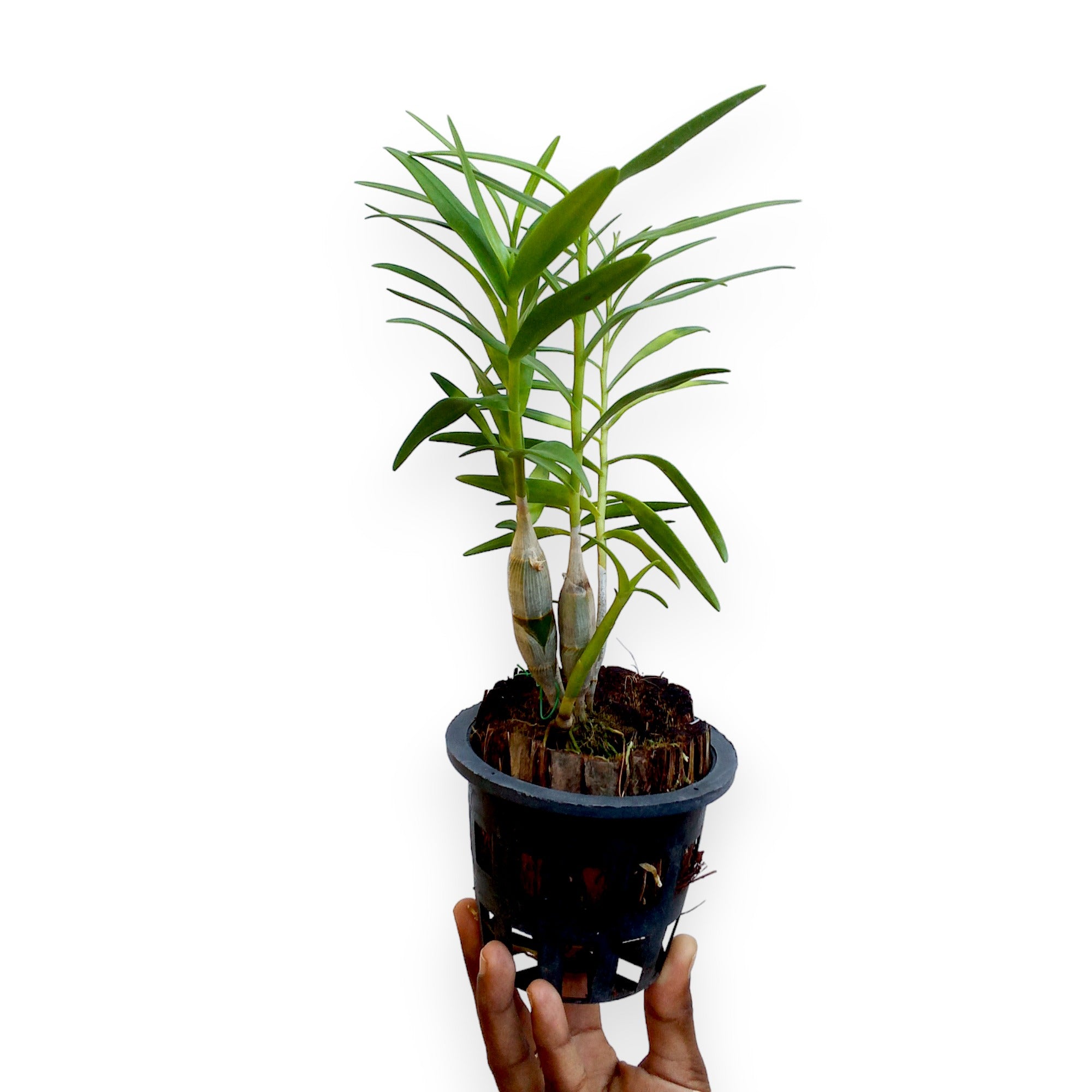 Dendrobium Faciferum BS Orchid Plant