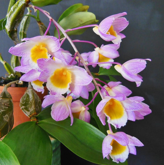 Dendrobium Farmeri 'Pink' BS Orchid Plant