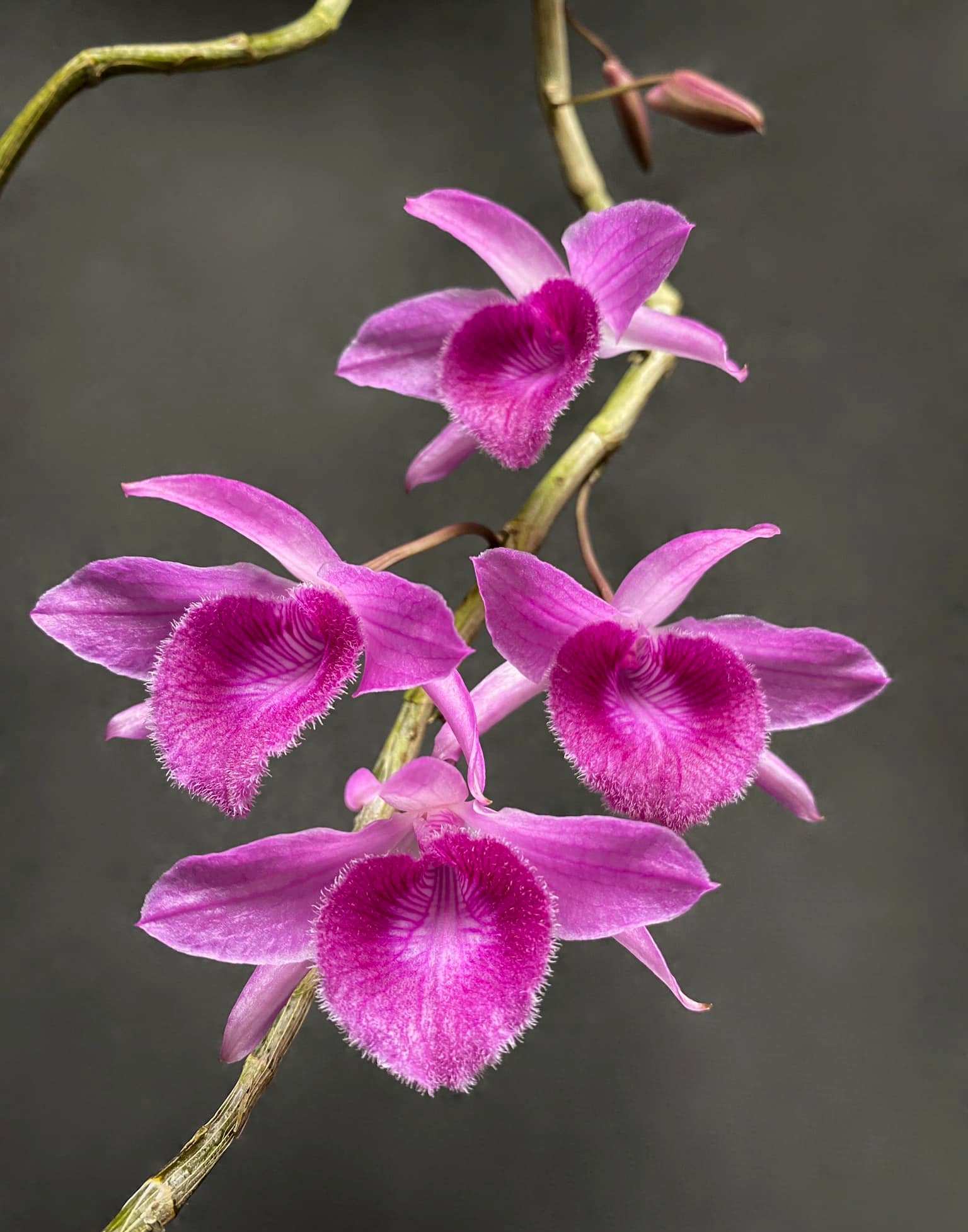 Dendrobium Nestor 'Full Lip' BS Orchid Plant