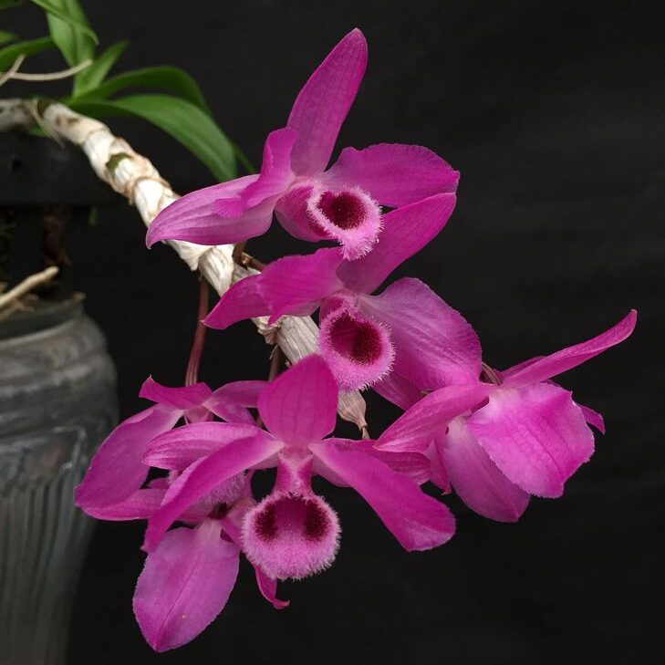 Dendrobium Parishii BS Orchid Plant