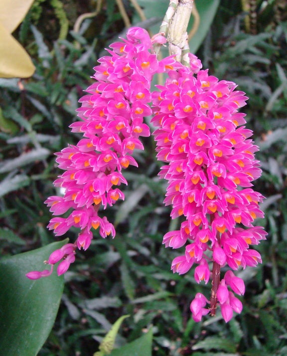 Dendrobium Secundum BS Orchid Plant
