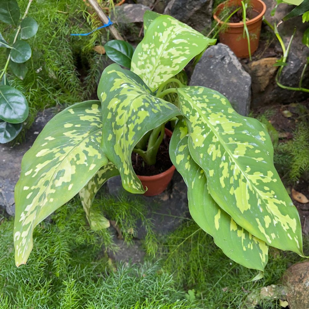 Dieffenbachia Cheetah Plant interior pot placement