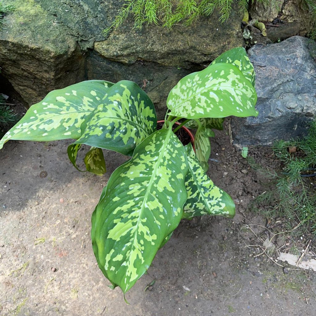 Dieffenbachia Cheetah Plant foliage texture – myBageecha