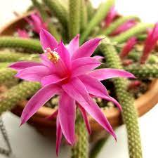 Disocactus flagelliformis Plant-myBageecha