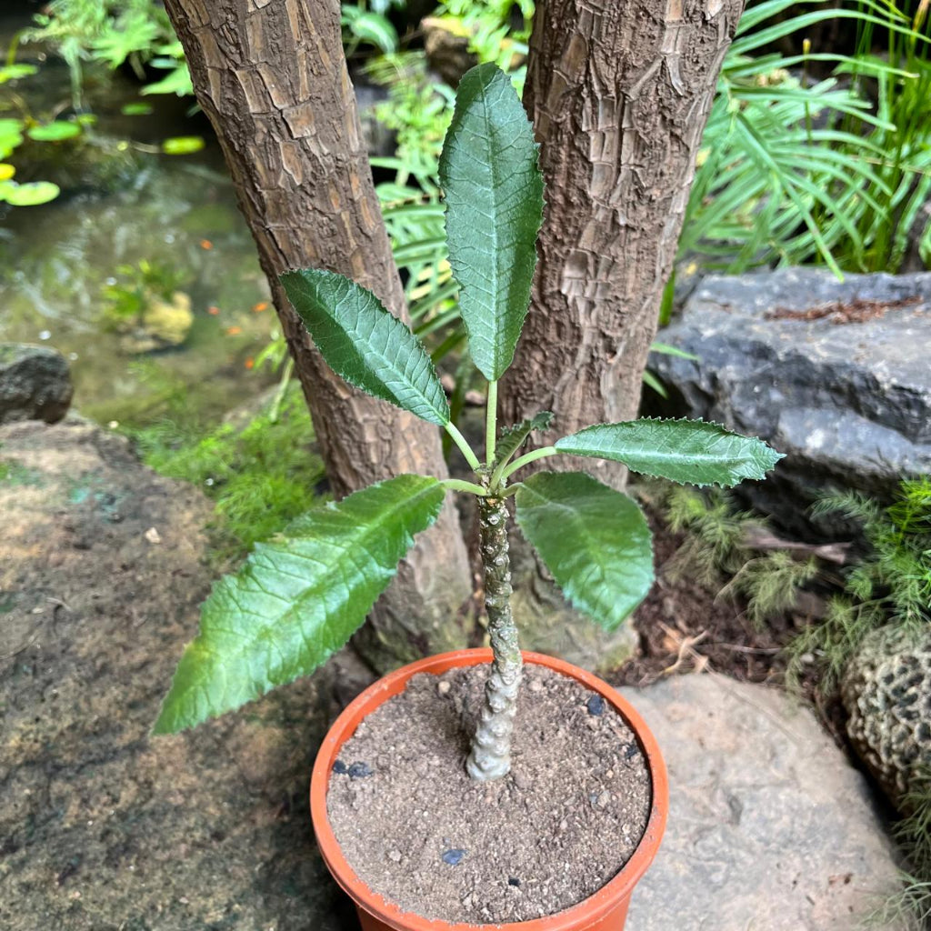 Dorstenia crispa-myBageecha
