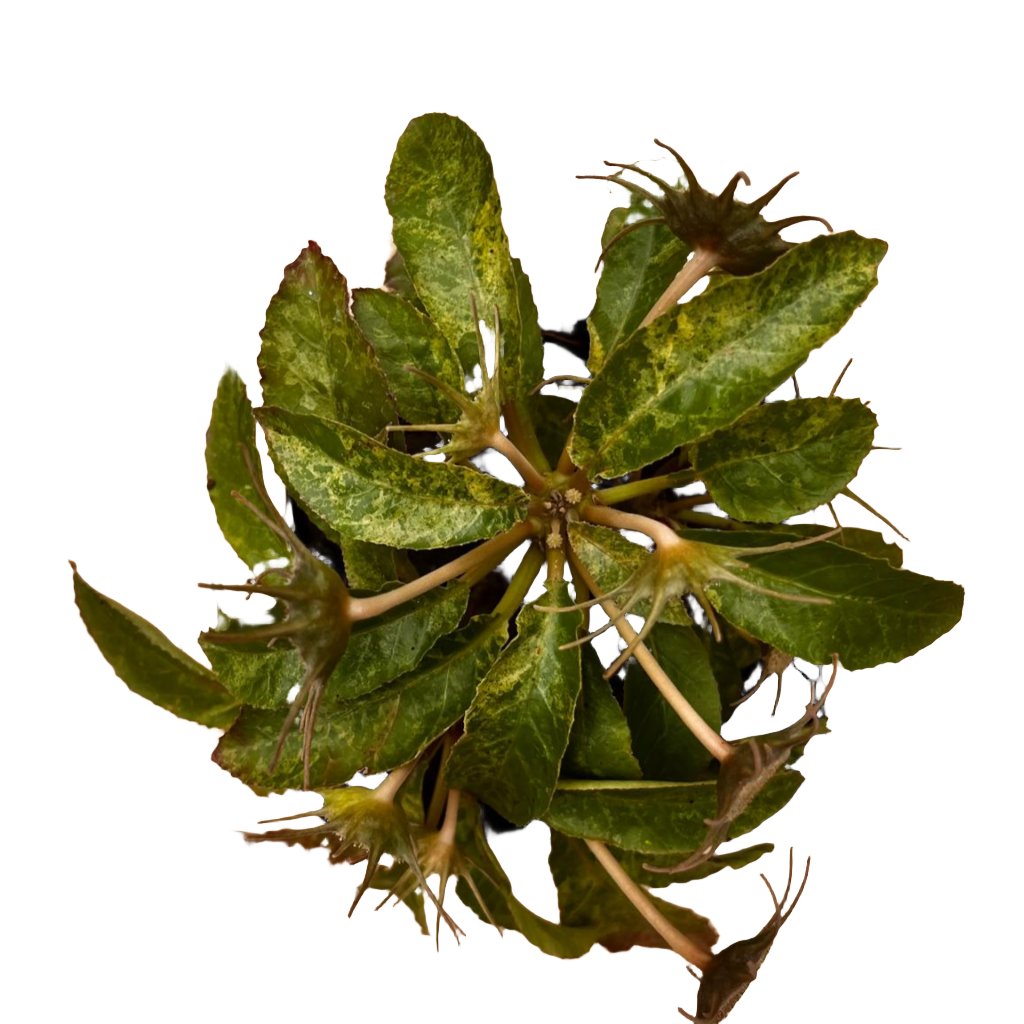 Dorstenia lavrani variegated-myBageecha