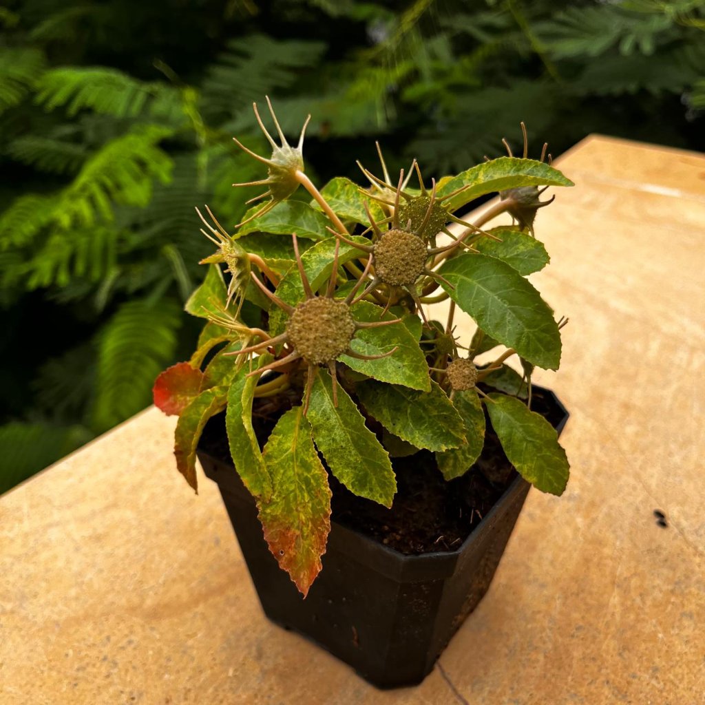 Dorstenia lavrani variegated-myBageecha
