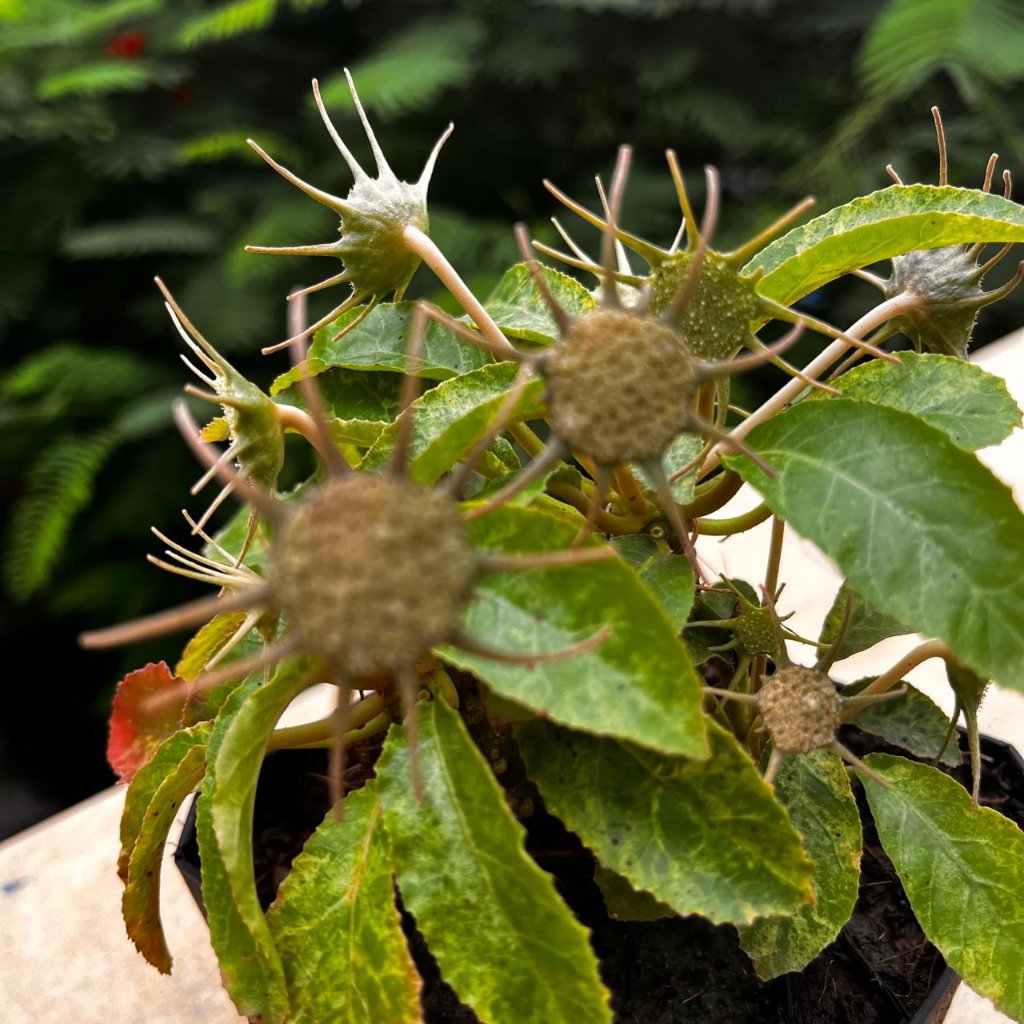 Dorstenia lavrani variegated-myBageecha