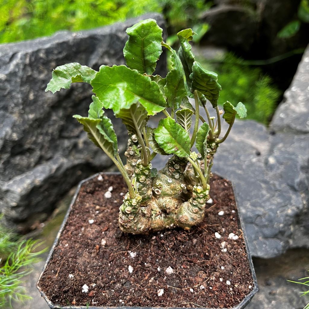 Dorstenia foetida - myBageecha