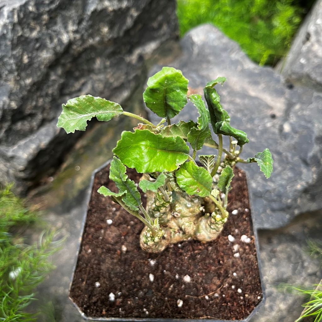 Dorstenia foetida - myBageecha