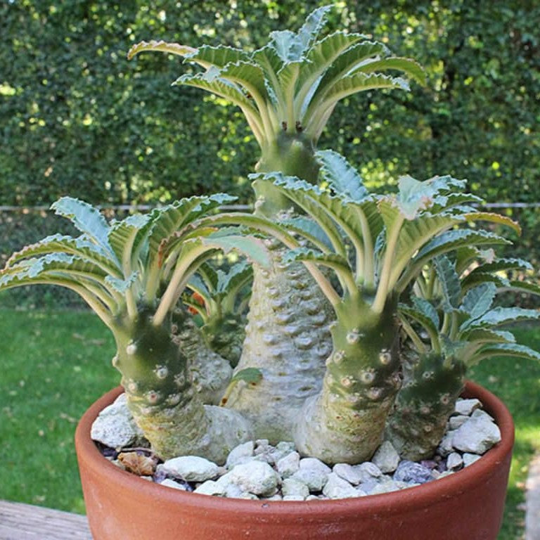 Dorstenia lavrani variegated plant