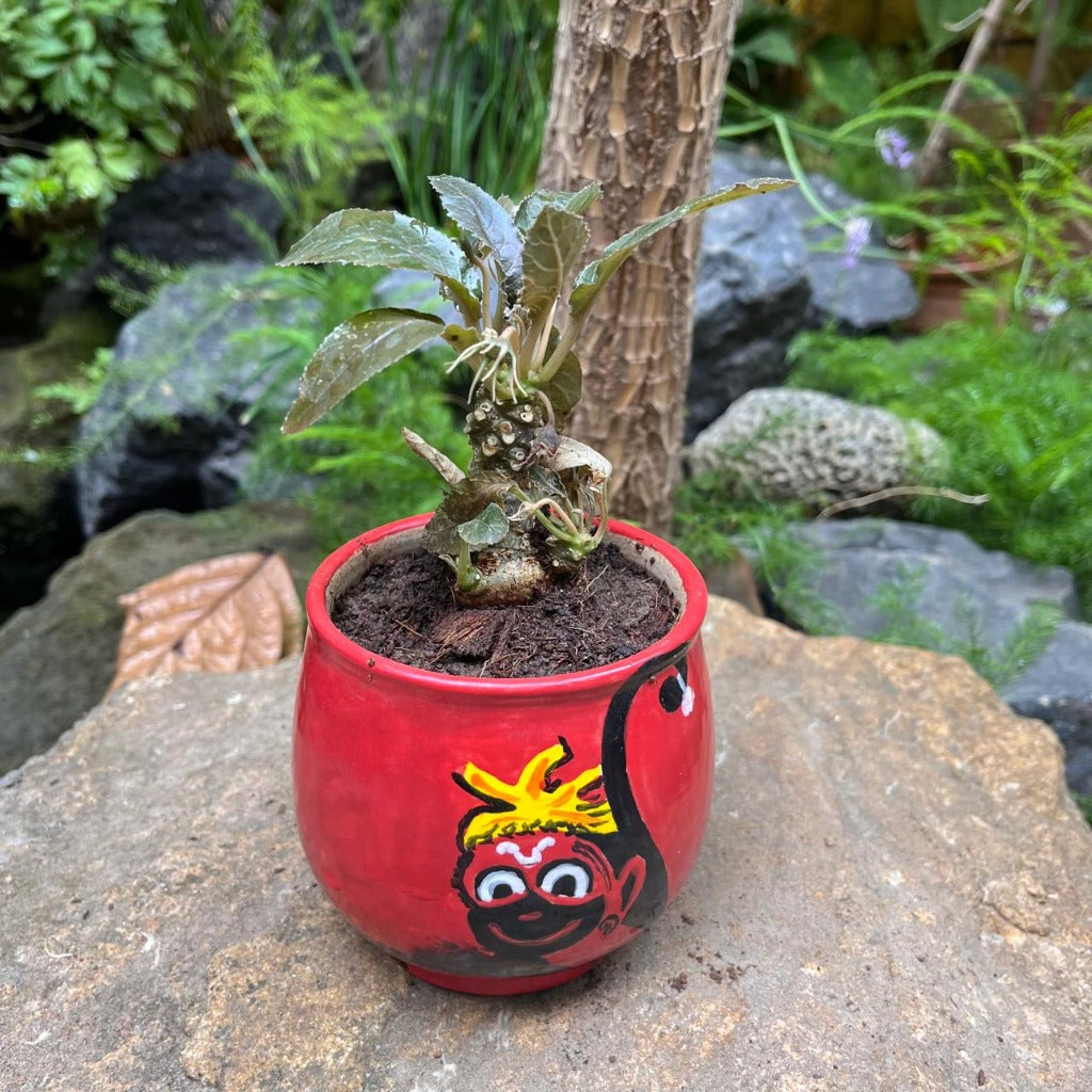 Dorstenia lavrani variegated plant