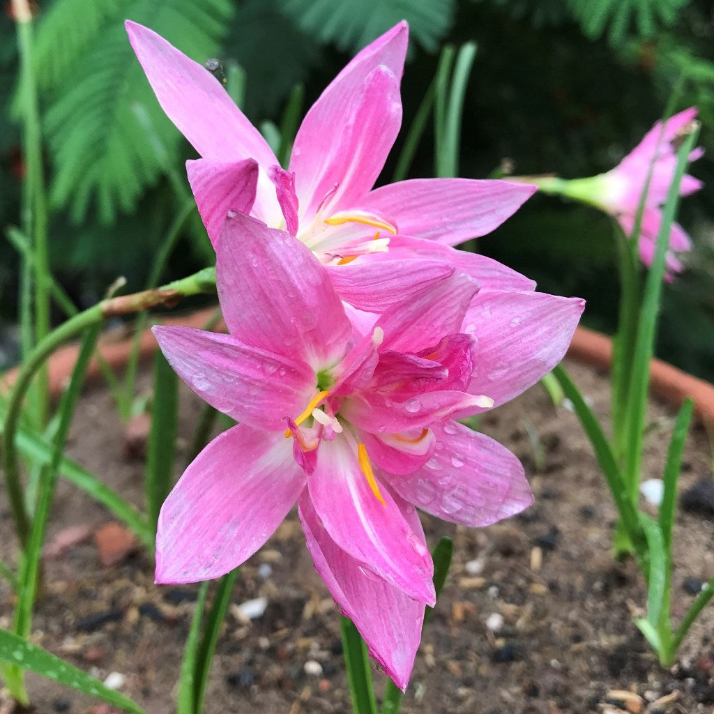 Rain Lily 'Double Lotus' (Bulbs)